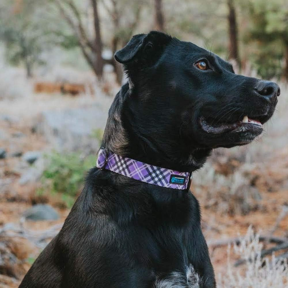 Plaid Pattern NEO Dog Collar - We Donate a Collar to a Dog Rescue for Every Collar Sold (Purple, Large)