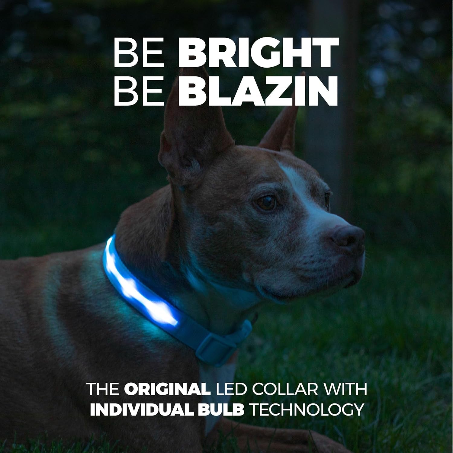 Light up Dog Collar - the Original LED Dog Collar - USB Rechargeable - Waterproof - 1,000 Feet of Visibility - Dog Collar Light for Small, Medium, Large Dogs - US Brand