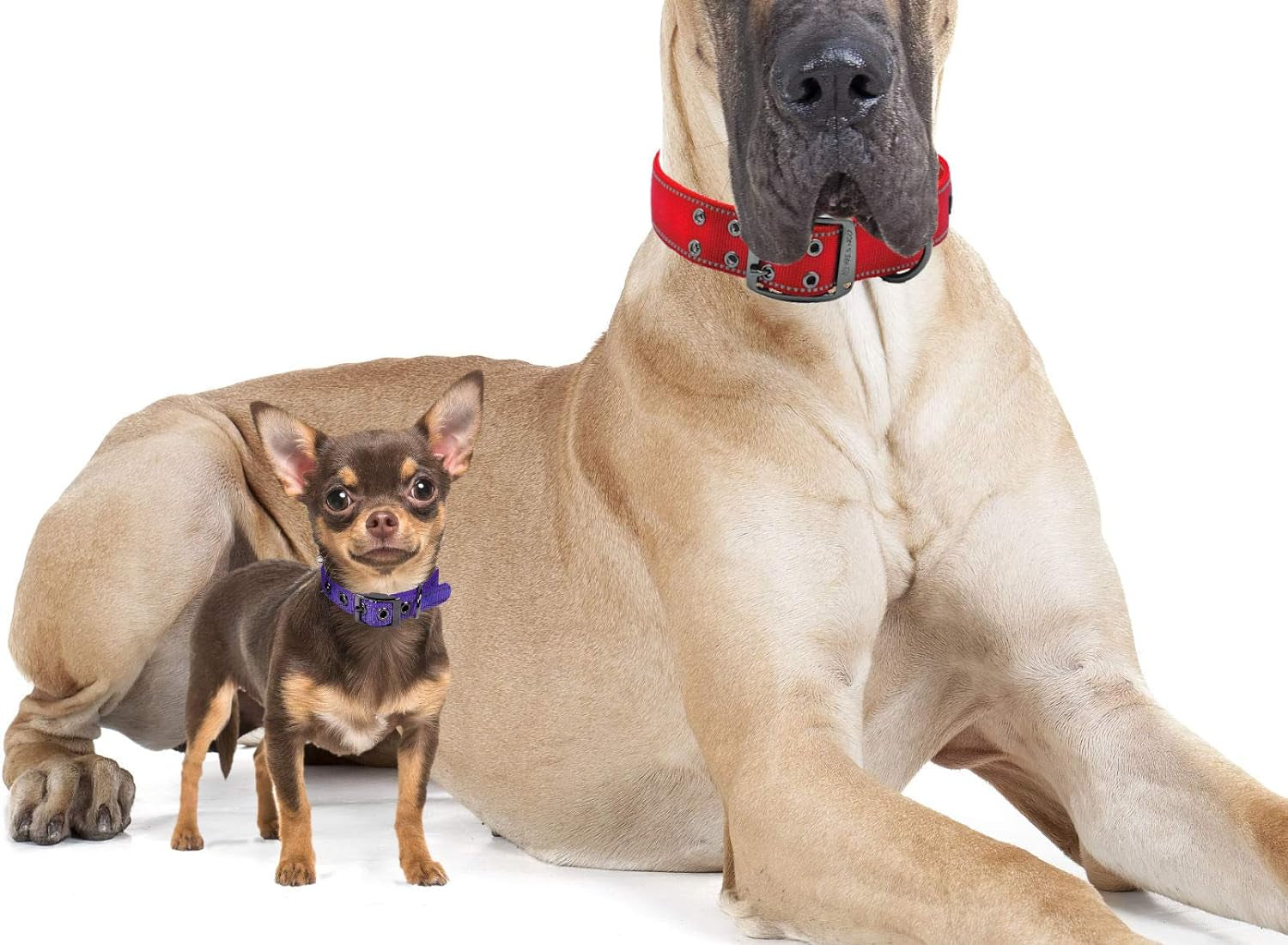 MAX Reflective Metal Buckle Dog Collar - We Donate a Collar to a Dog Rescue for Every Collar Sold (X-Large, RED)